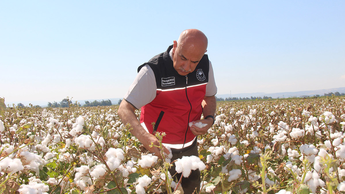 Tarım ve Orman Bakanı Vahit Kirişci, Hatay'da pamuk hasadı etkinliğine katıldı. Bakan Kirişçi pamuk üreticisine daha önce 76 lira olan dekar başı desteğin 271 liraya yükseltildiğini belirterek, "Yüzde 256’lık yaklaşık 3,5 kat artış hayırlı uğurlu olsun" dedi.
