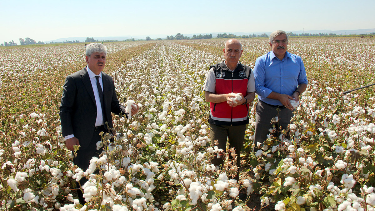 Hatay'da pamuk hasadı