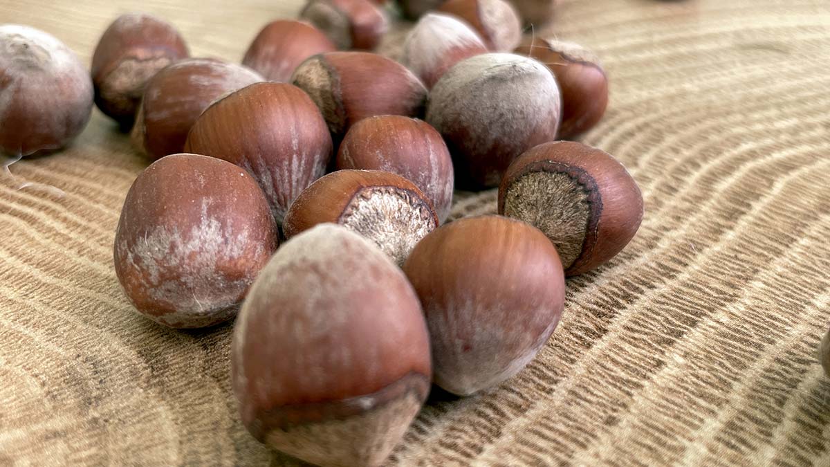 Fındık kurutma aracı çiftçilere kolaylık sağlayacak