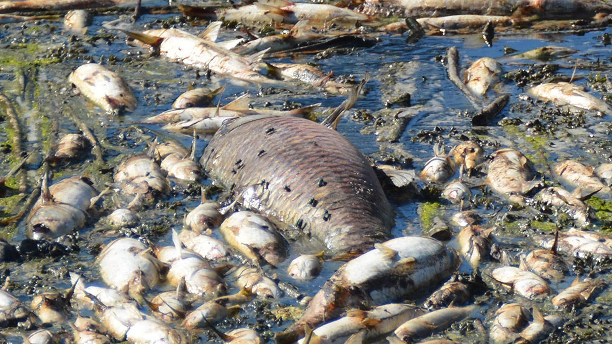 Bakırçay'daki toplu balık ölümlerine inceleme