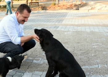 Can dostlar için Pati Kart