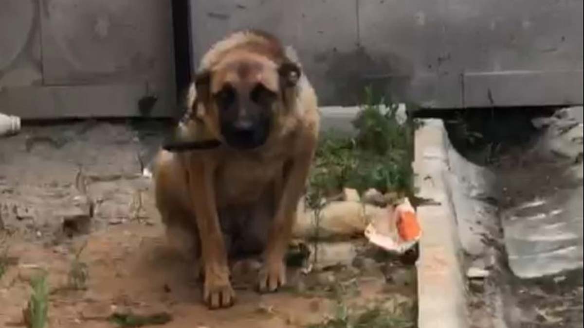 20 gün tutulduğu barınakta takip edilen ve 'Sarıkız' adı verilen köpek, raporun ardından bırakıldı.