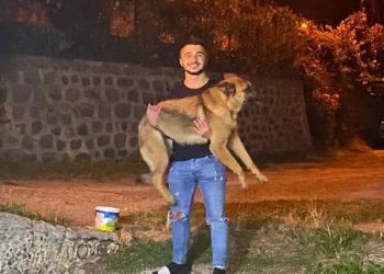 Barınakta tutulan köpeğe kuduz ve saldırgan değil raporu
