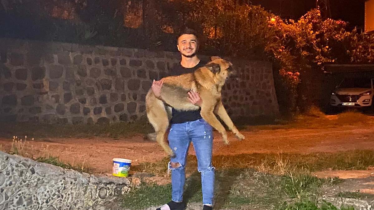Barınakta tutulan köpeğe kuduz ve saldırgan değil raporu