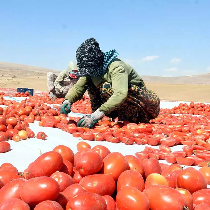 Bitlis'in domatesleri avrupa yolcusu