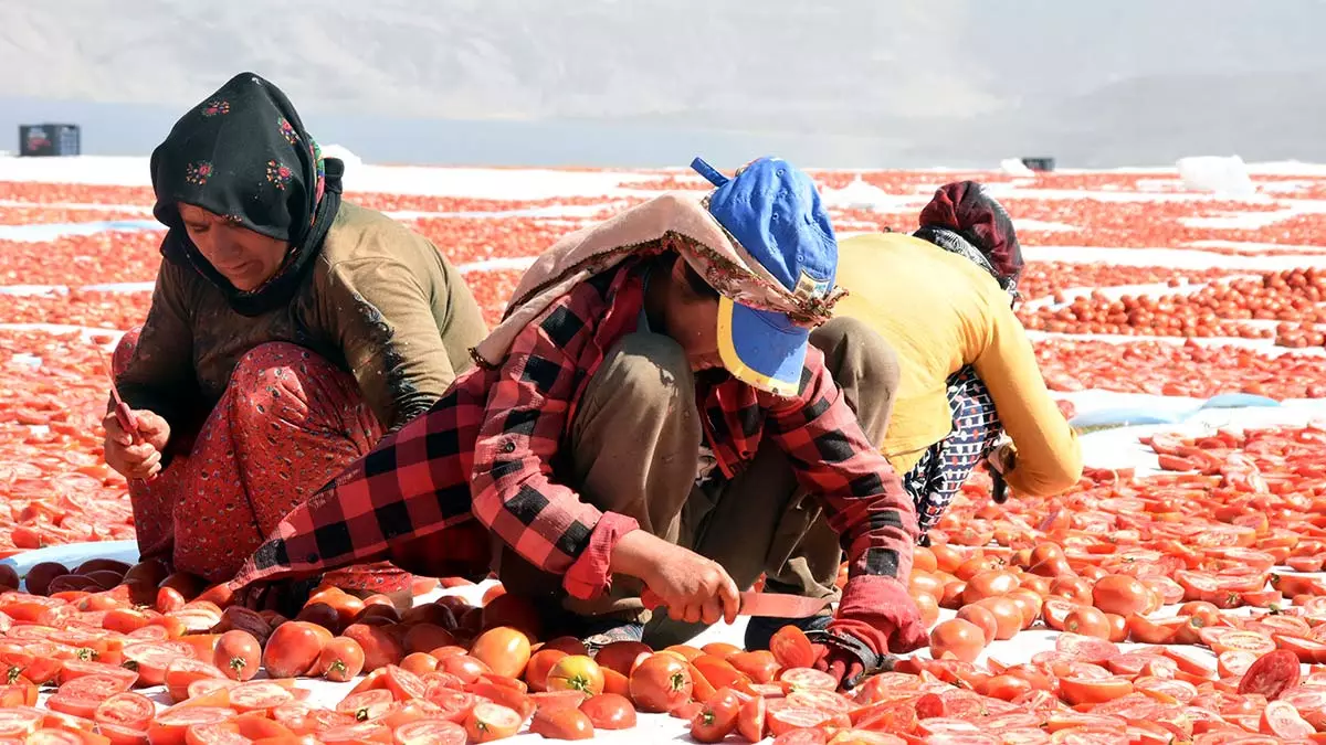 Bitlis'in domatesleri avrupa yolcusu