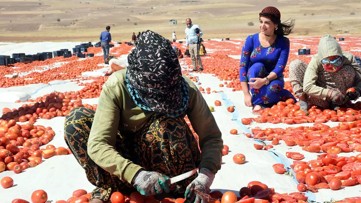 Bitlis'te 26 bin dekarlık alanda yetiştirilen 208 bin ton domates ile 832 milyon tl gelir elde edildi. Bitlis'in domateslerinin bölge birincisi olduğunu belirten i̇l tarım ve orman müdürü rıfat çelik, kurutulan ürünlerin avrupa ülkelerine ihraç edileceğini söyledi.