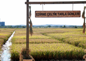 Edirne'de çeltik hasat mesaisi başladı