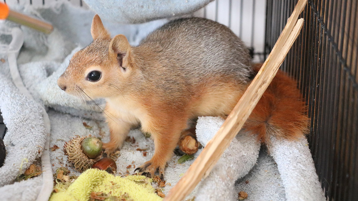Orman yangınından yaralı kurtarılan sincap doğaya bırakılıyor