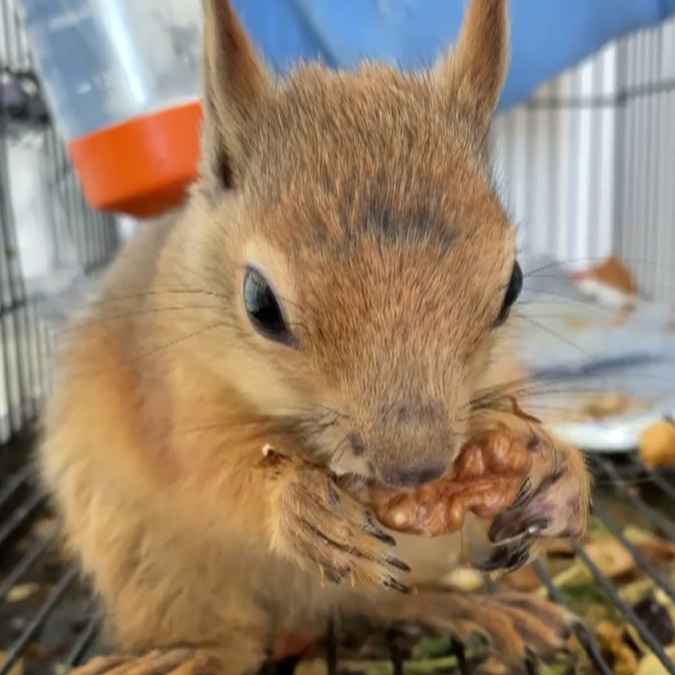 Orman yangınından yaralı kurtarılan sincap doğaya bırakılıyor