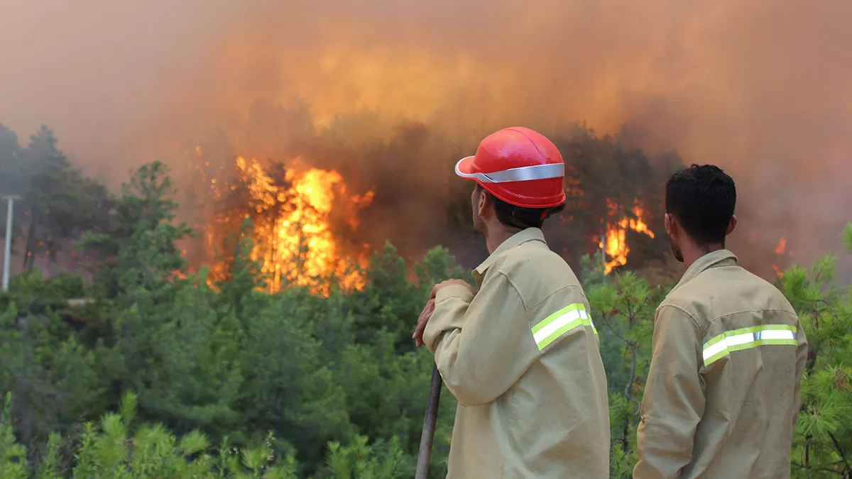 Antalya'nın manavgat ilçesinde geçen yılki cumhuriyet tarihinin en büyük orman yangınından yaralı kurtarılan sincap, yaklaşık 1 yıl süren tedavisi ve bakımının ardından doğaya bırakılacağı günü bekliyor.