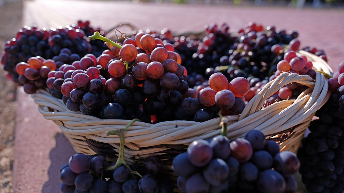 Bağ-ı Meram yeniden canlandı