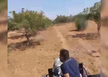 Fıstık bahçesinde saldırı kamerada