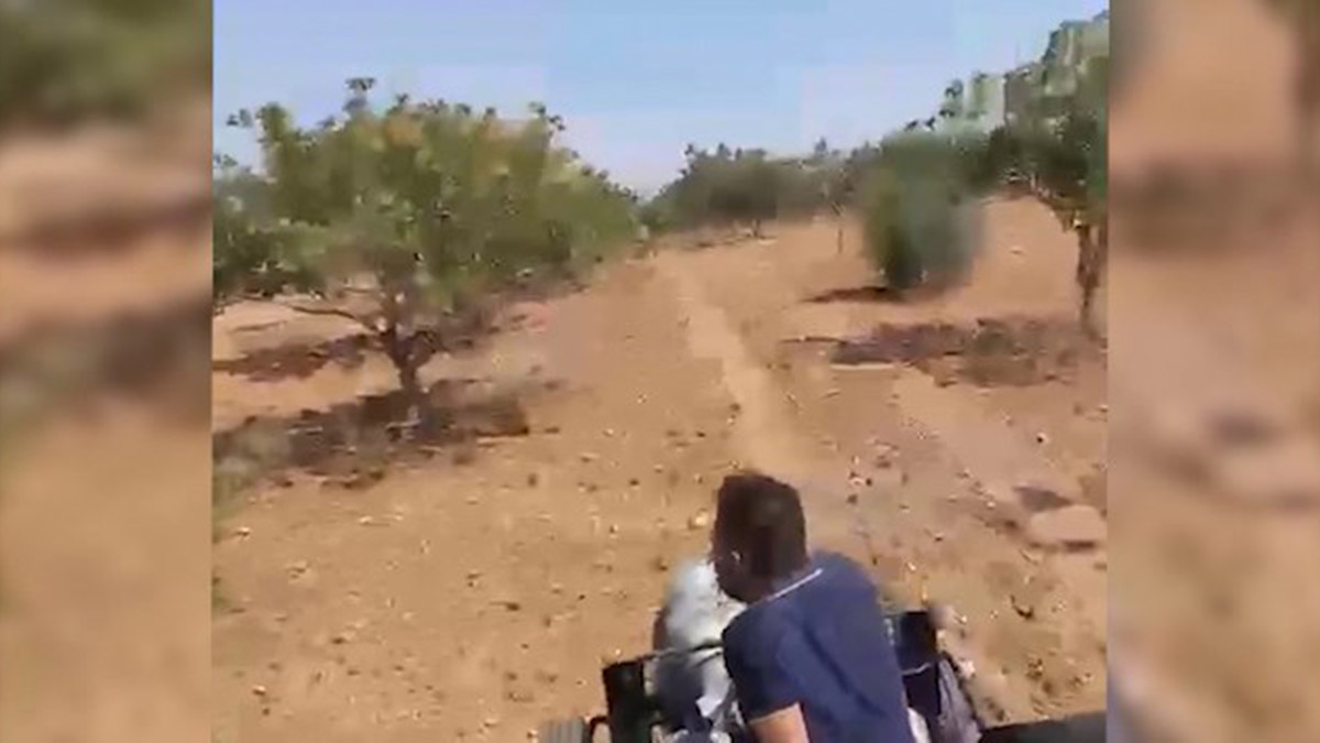 Fıstık bahçesinde saldırı kamerada