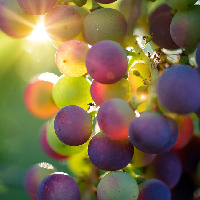 AB ülkesi vatandaşı başına yılda 173 kilo gıda israf ediliyor