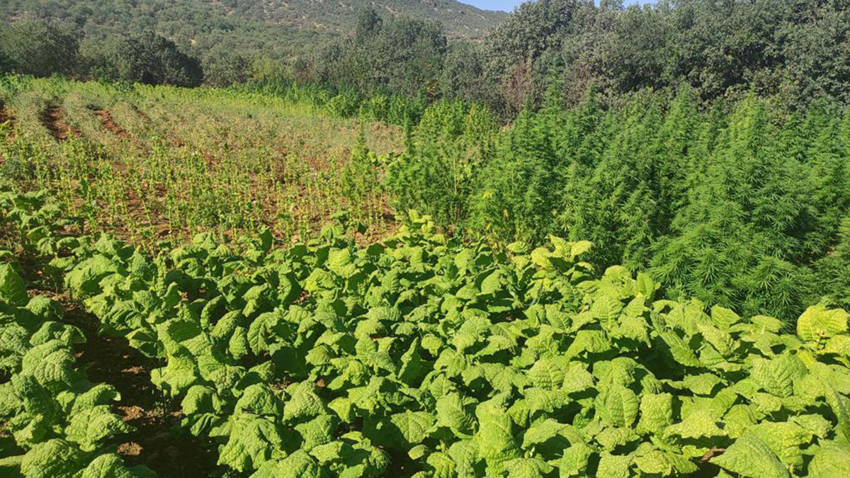 Diyarbakır'da 1 milyon 439 bin kök kenevir ele geçirildi