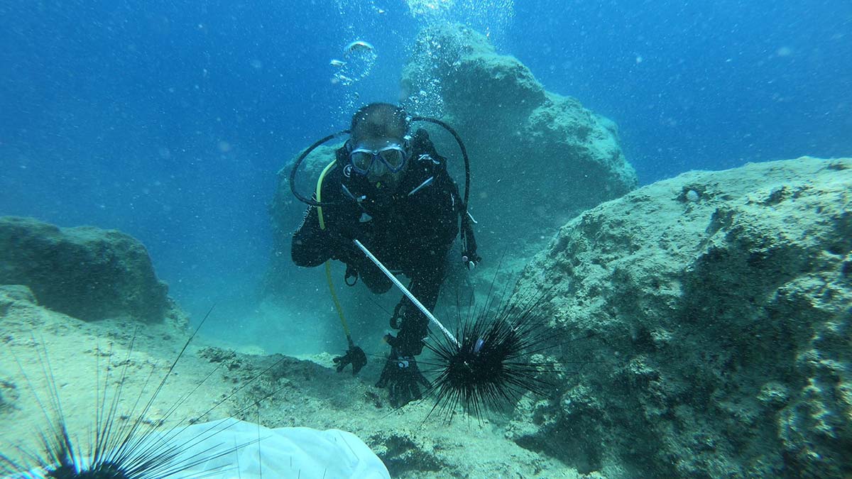 Zehirli deniz kestaneleri İtalya'ya ihraç edildi