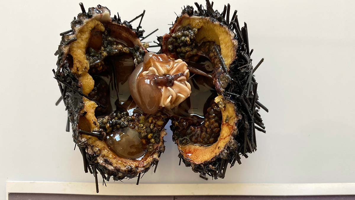 Akdeniz Su Ürünleri Araştırma Üretme ve Eğitim Enstitüsü'nün (AKSAM) başlattığı çalışma ile istilacı ve dikenleri zehirli deniz kestanelerinin avlanan 1.5 tonu İtalya'ya ihraç edildi.