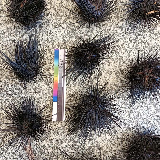 Zehirli deniz kestaneleri İtalya'ya ihraç edildi