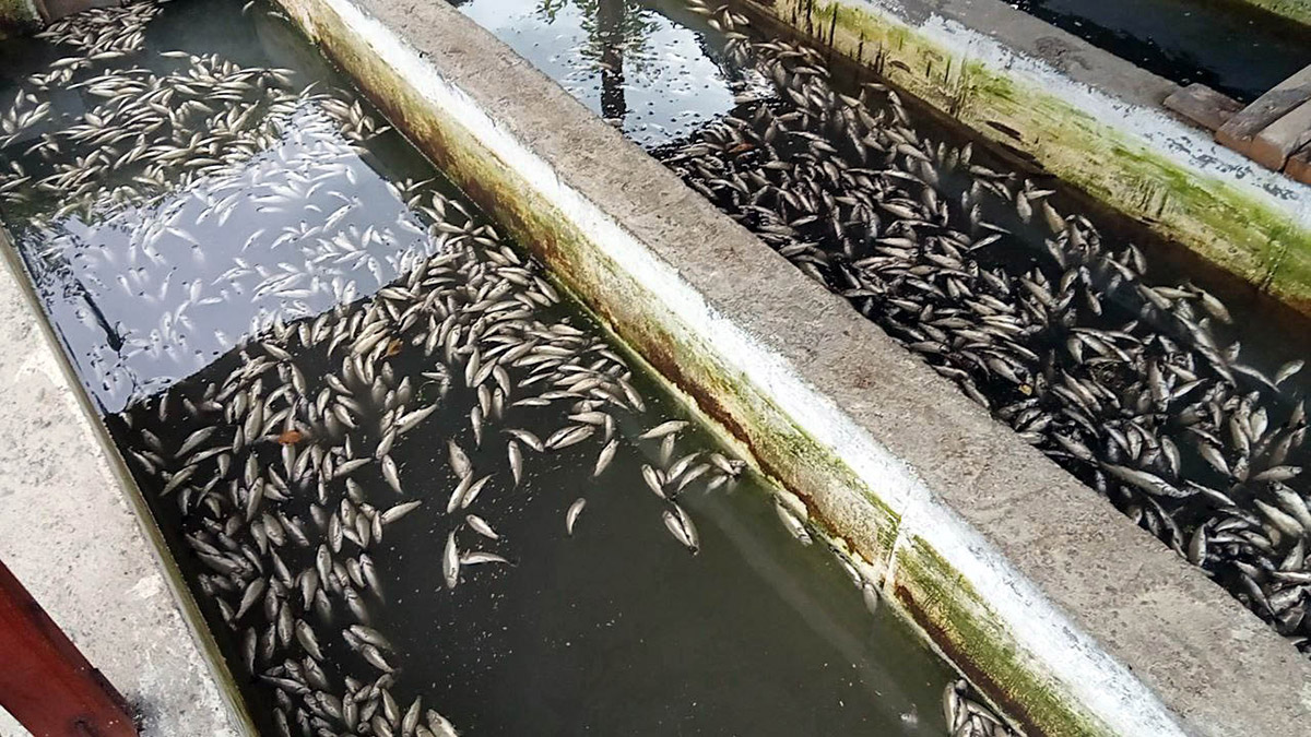 Alabalık üretim tesisindeki binlerce balık öldü