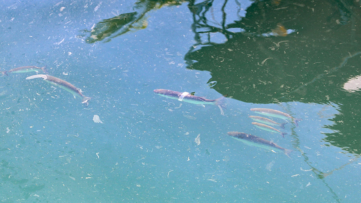 Antalya'nın Konyaaltı ilçesinde, sıkıştığı halkayla yüzen kefal balığı görüntülendi. Akdeniz Üniversitesi'nden (AÜ) Prof. Dr. Mehmet Gökoğlu, "Kefal balığının üzerinde plastik halka bulunuyor. O balık büyüdüğü zaman sıkmaya başlar. Balığın yaşamını olumsuz etkileyecek. Belki ileride ölümüne sebep olacak" dedi.