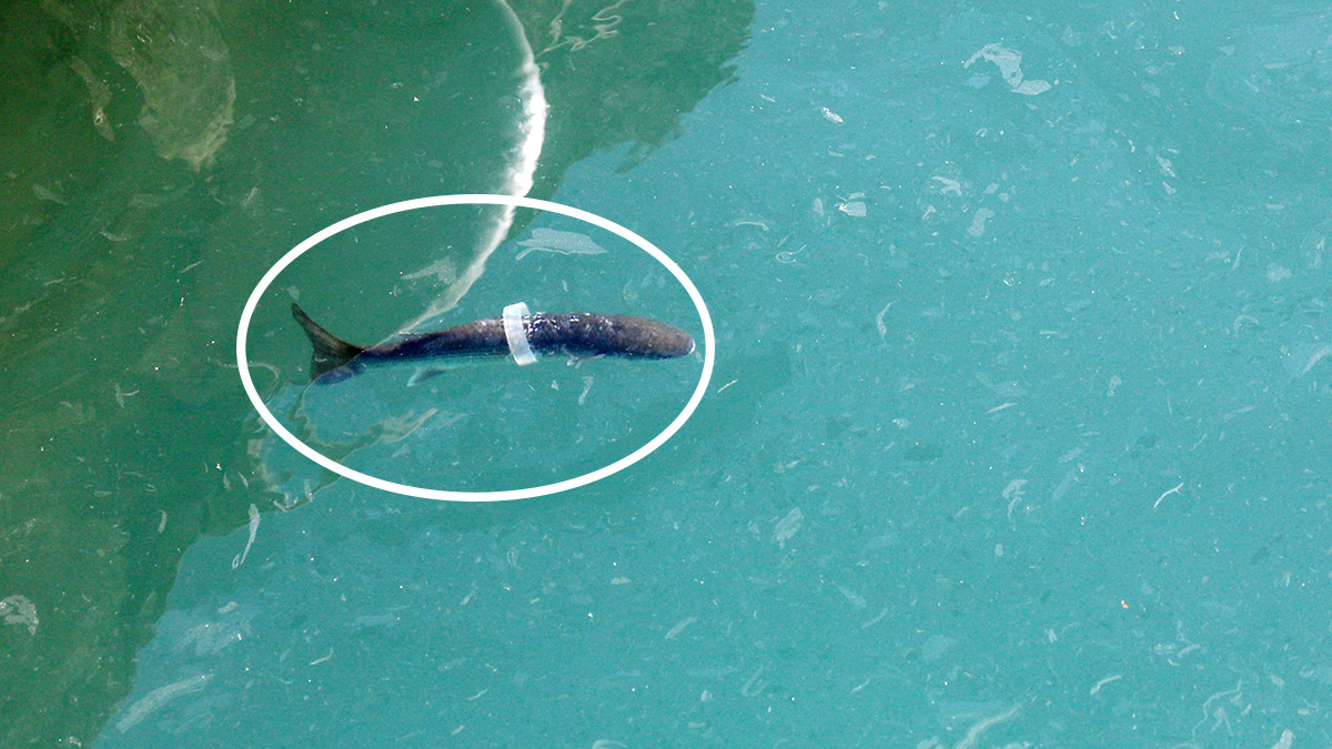 Halkayla yüzen kefal balığı görüntülendi