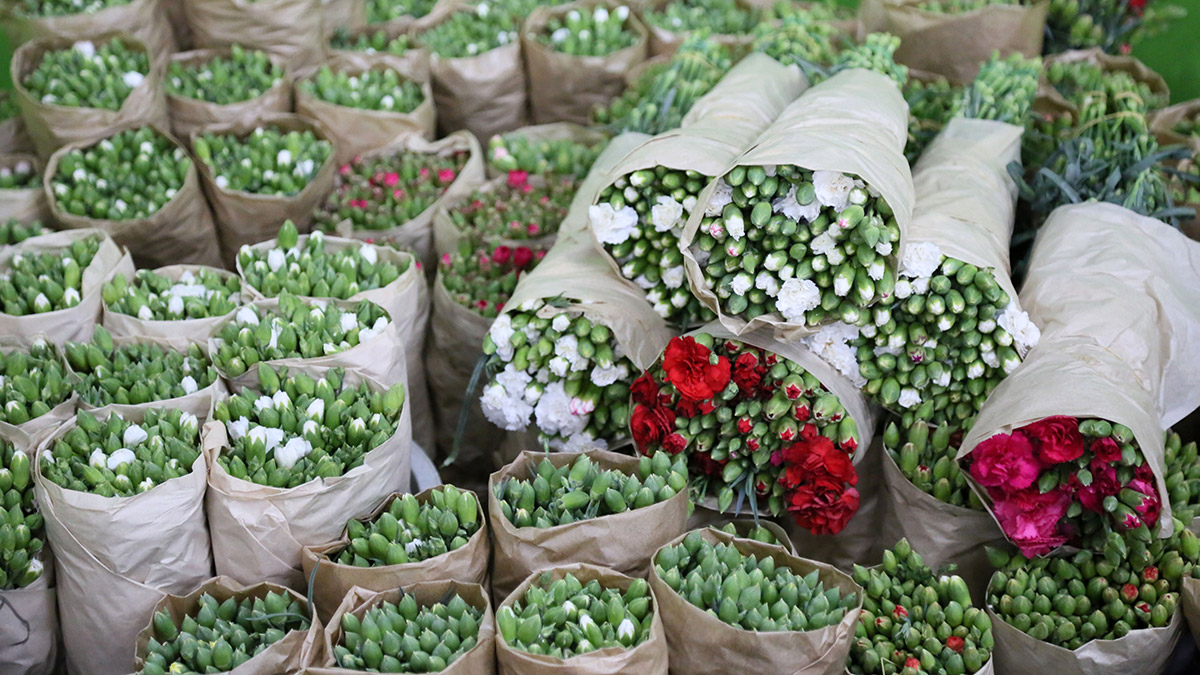 Kraliçe için İngiltere'ye 1.3 milyon dal çiçek gitti