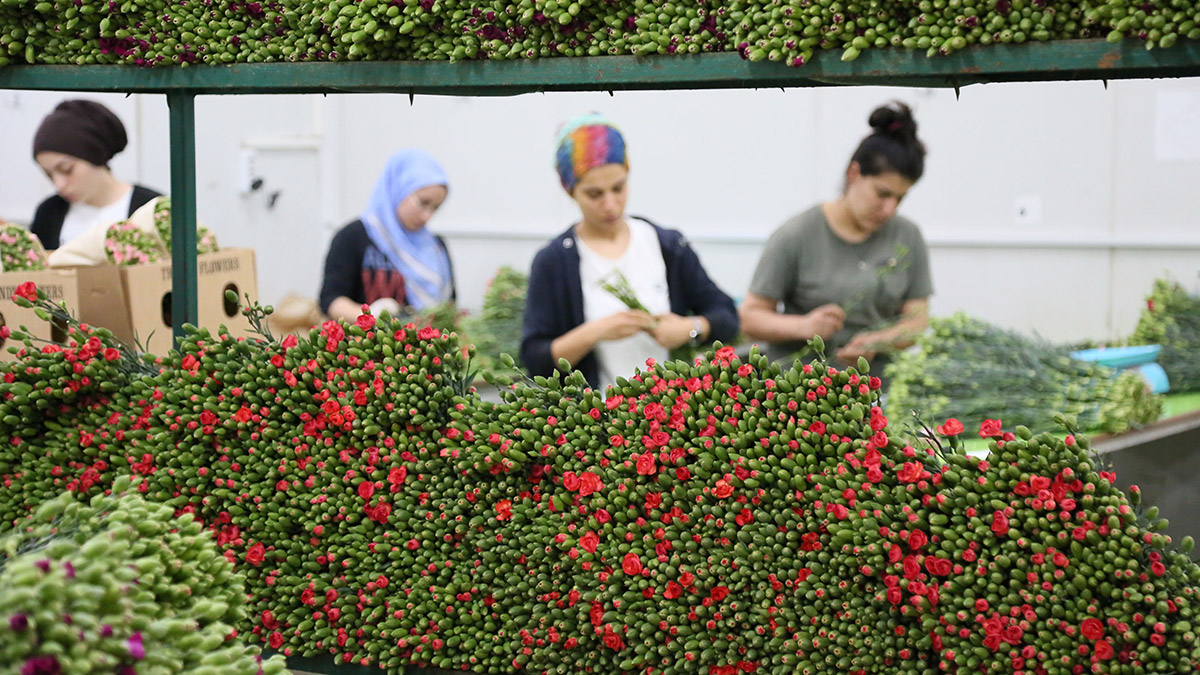 8 Eylül'de ölümü sonrasında düzenlenen yas ve cenaze töreni nedeniyle Kraliçe için İngiltere'ye 1.3 milyon dal çiçek gitti, 700 bin daha hazırlanıyor.