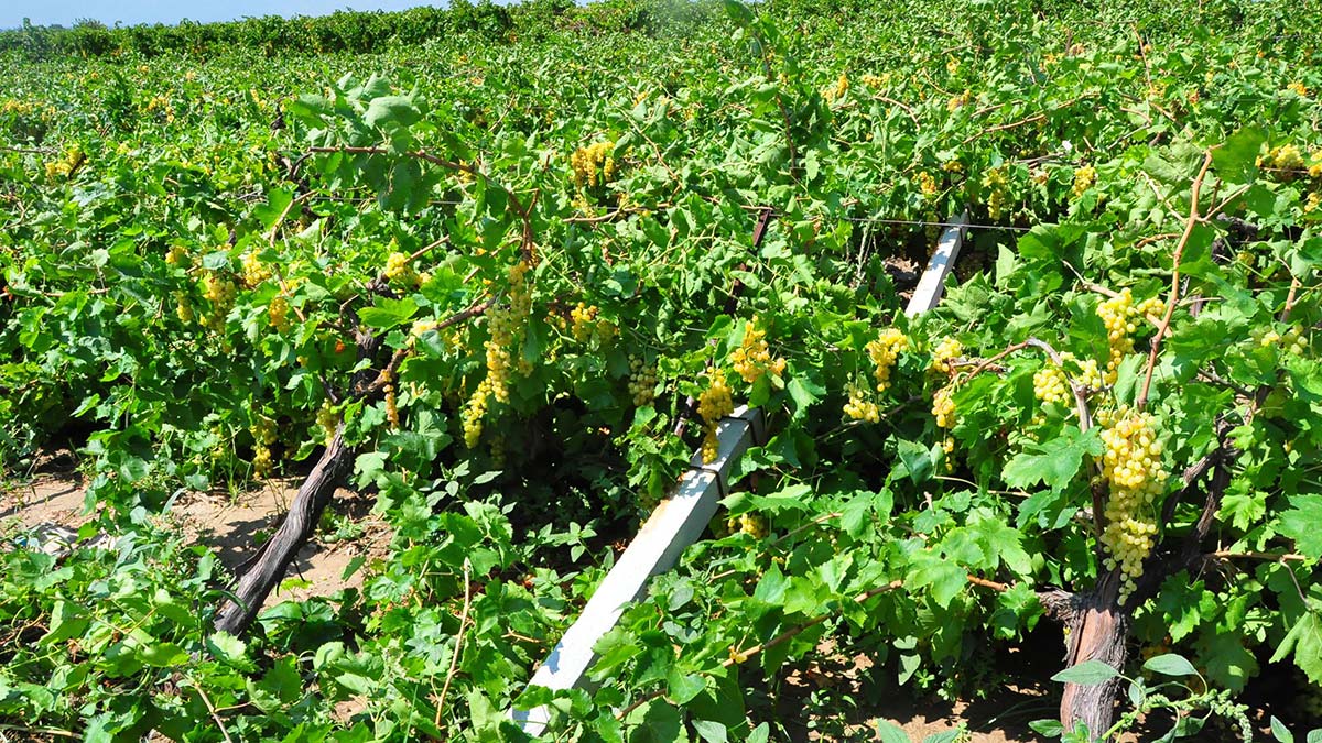 Manisa'da sağanak üzüm bağlarına zarar verdi. Dün etkili olan sağanakta 6 ilçede toplam 20 bin dekar üzüm bağı ile sergilerde kurutulmaya bırakılan üzümler zarar gördü.