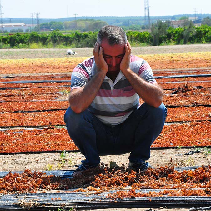 Manisa'da sağanak üzüm bağlarını vurdu