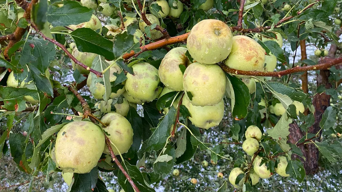 Dolu yağışı elma bahçelerine zarar verdi