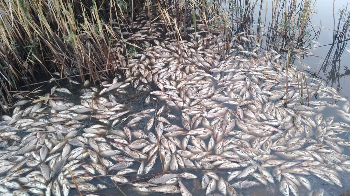 Obruk gölü'nde yüzlerce balık öldü
