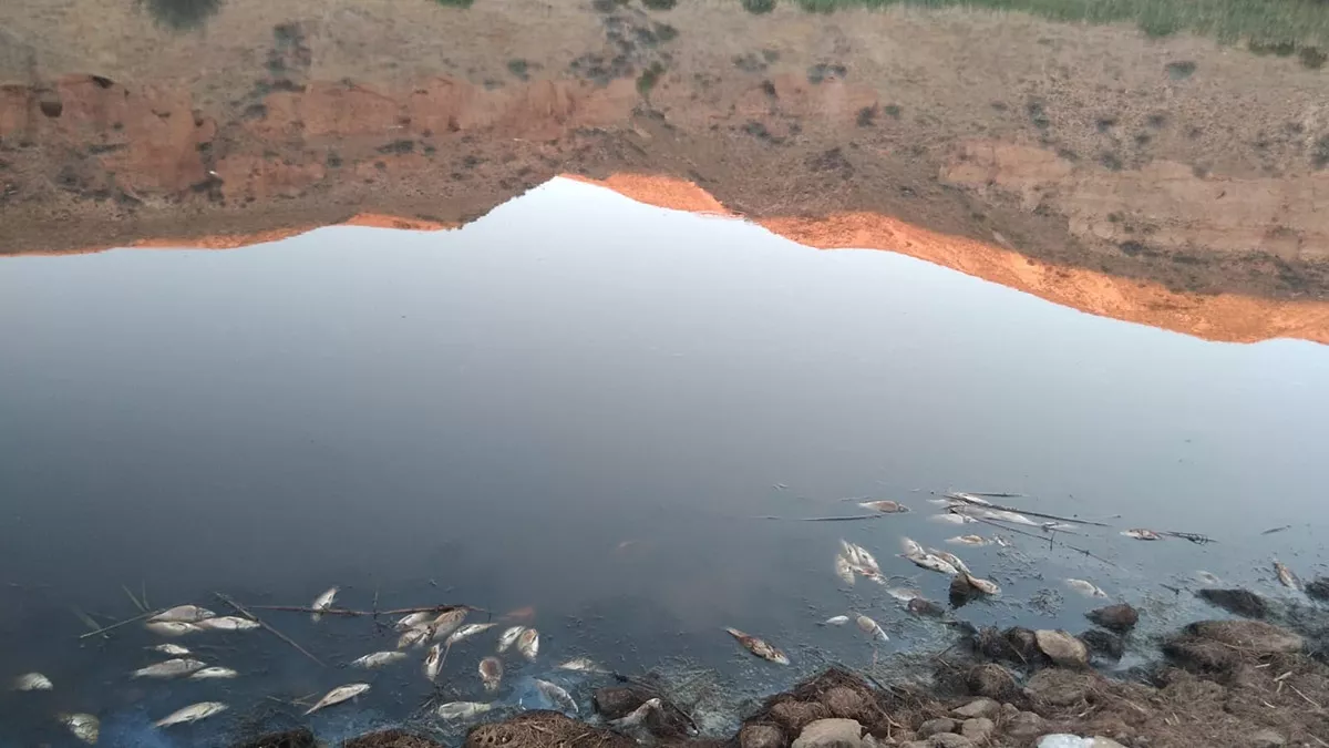 Kırşehir'in mucur ilçesi obruk gölü'nde yüzlerce balık öldü. Su ürünleri mühendisi aydın fidan, "oradaki suyun çekilmesiyle birlikte oksijensiz kalan balıklar maalesef ölüyor.