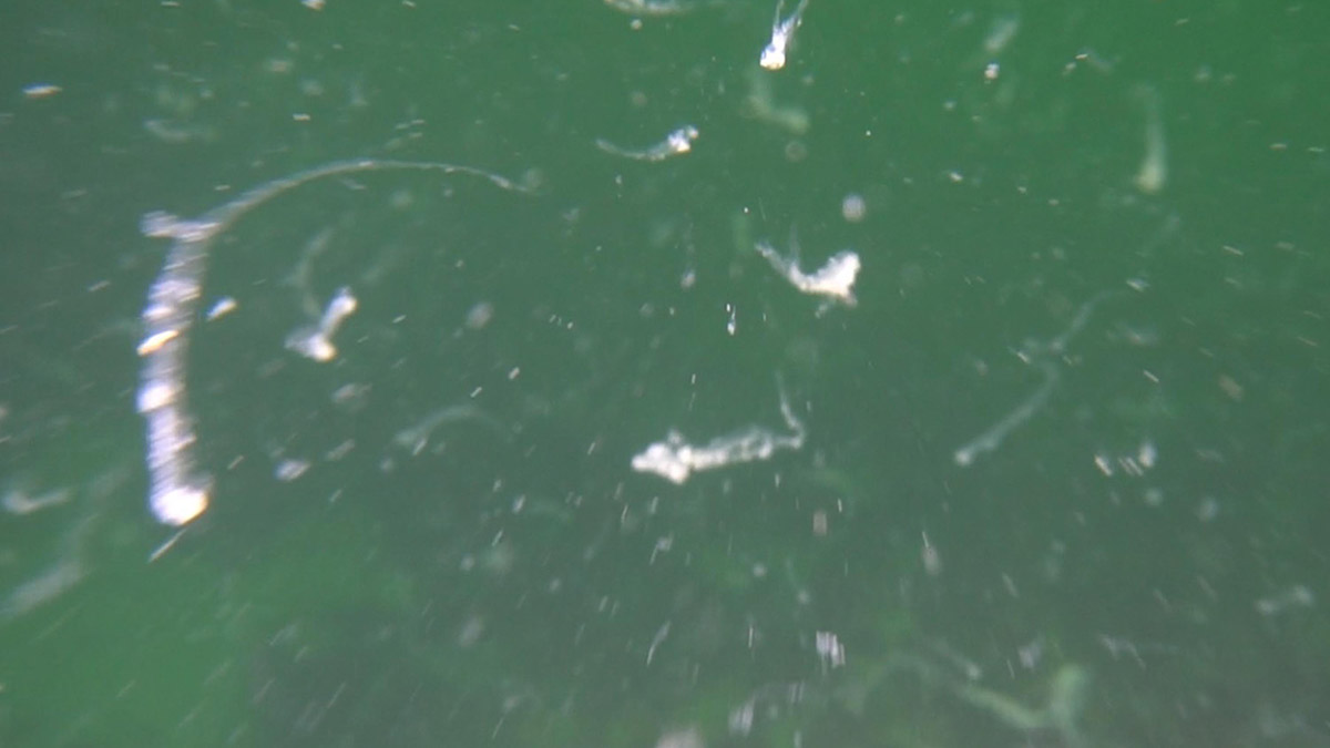 Deniz suyunda hızlı soğuma gerçekleşirse müsilaj olmaz