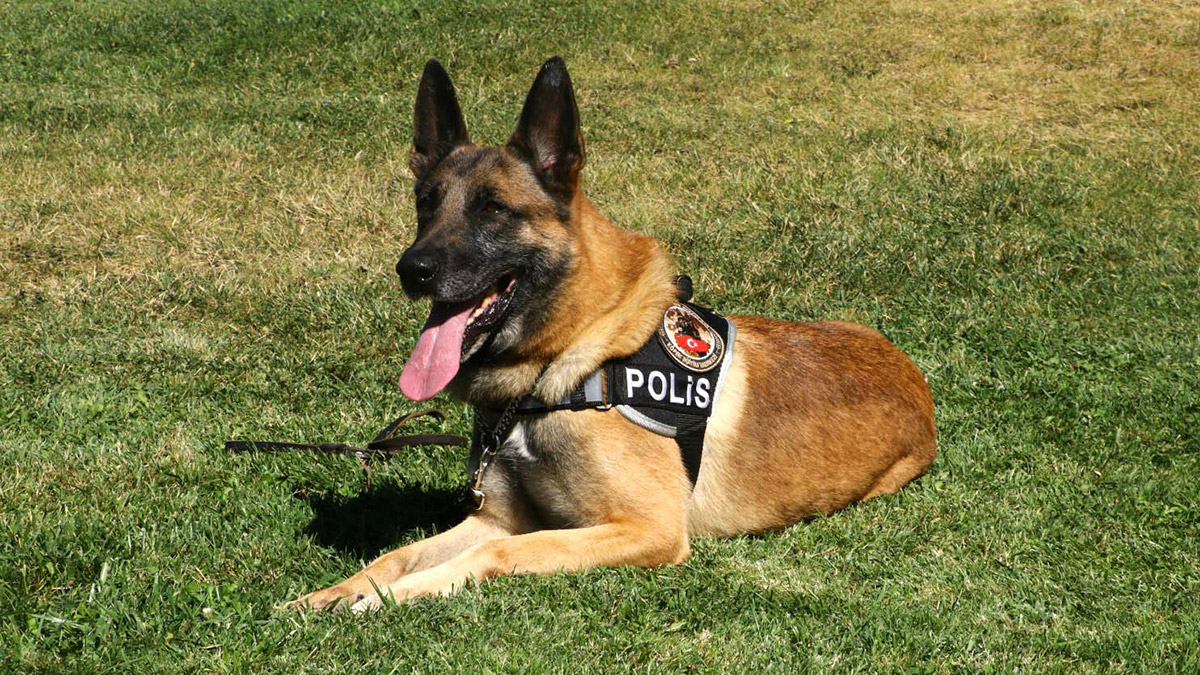 Meclis'in kahramanları; Bomba arama köpekleri