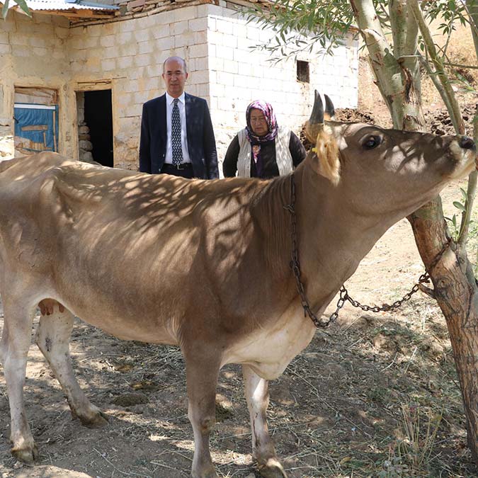Bilican ailesinin tek geçim kaynağı olan inek öldü