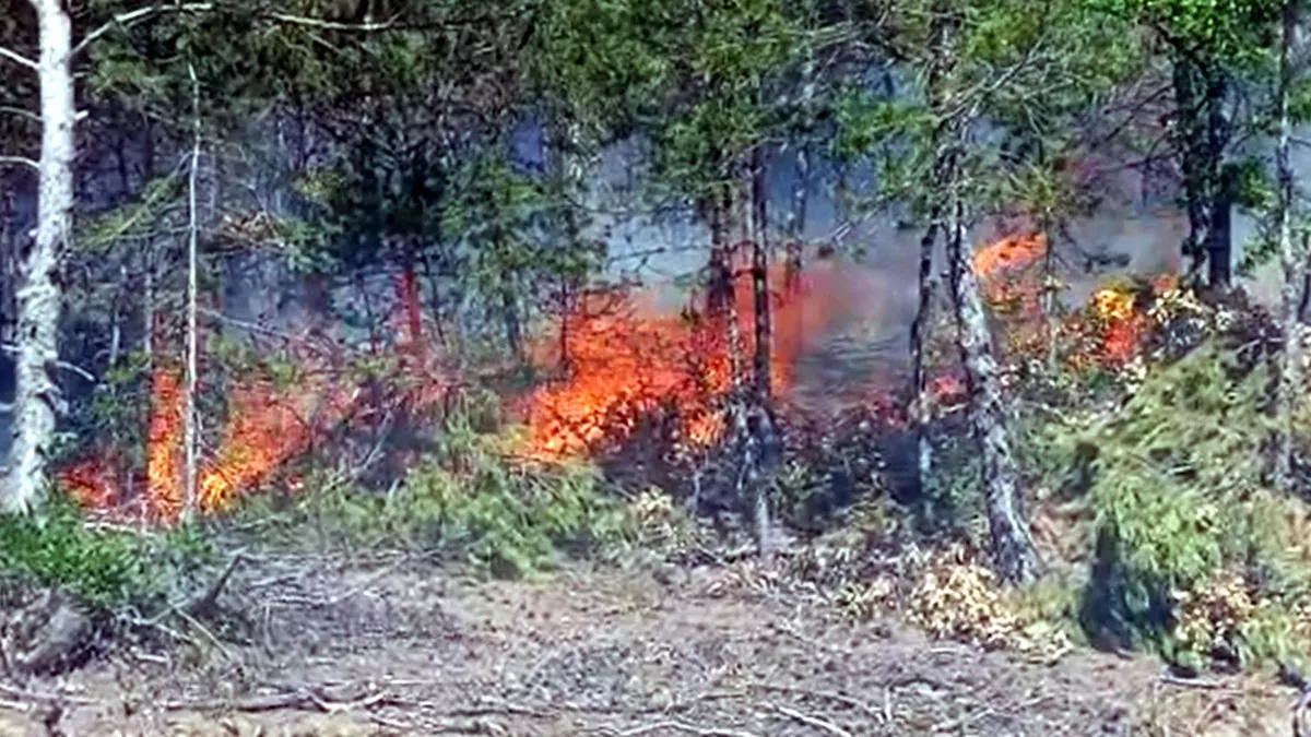 Topçam yaylasında orman yangını