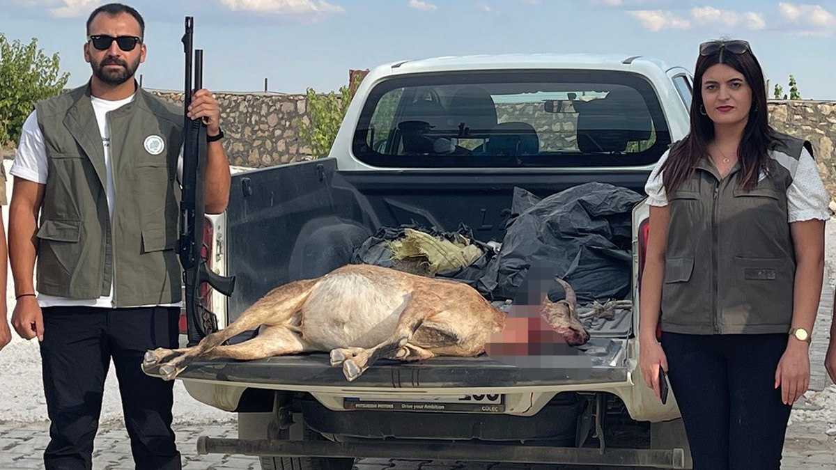 Yaban keçisi avlayan kişiye 254 bin TL ceza kesildi