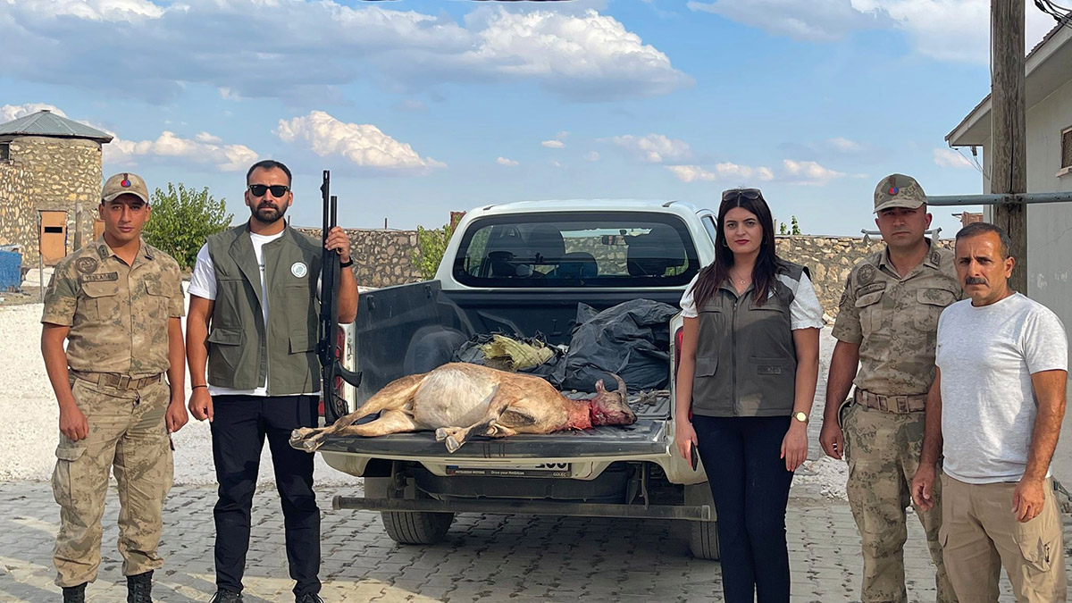 Yaban keçisi avlayan kişiye 254 bin TL ceza kesildi