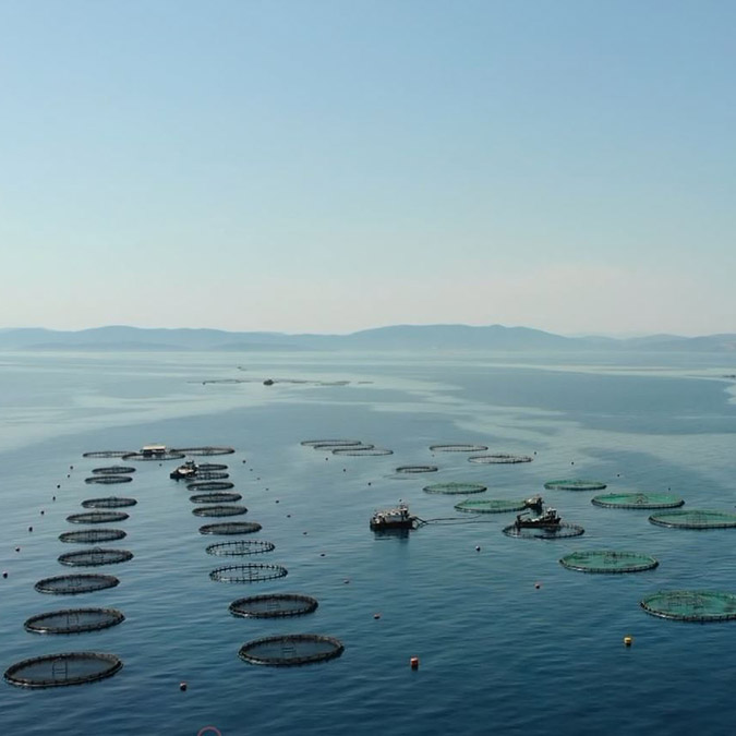 Türkiye su ürünleri üretiminde 1. sırada