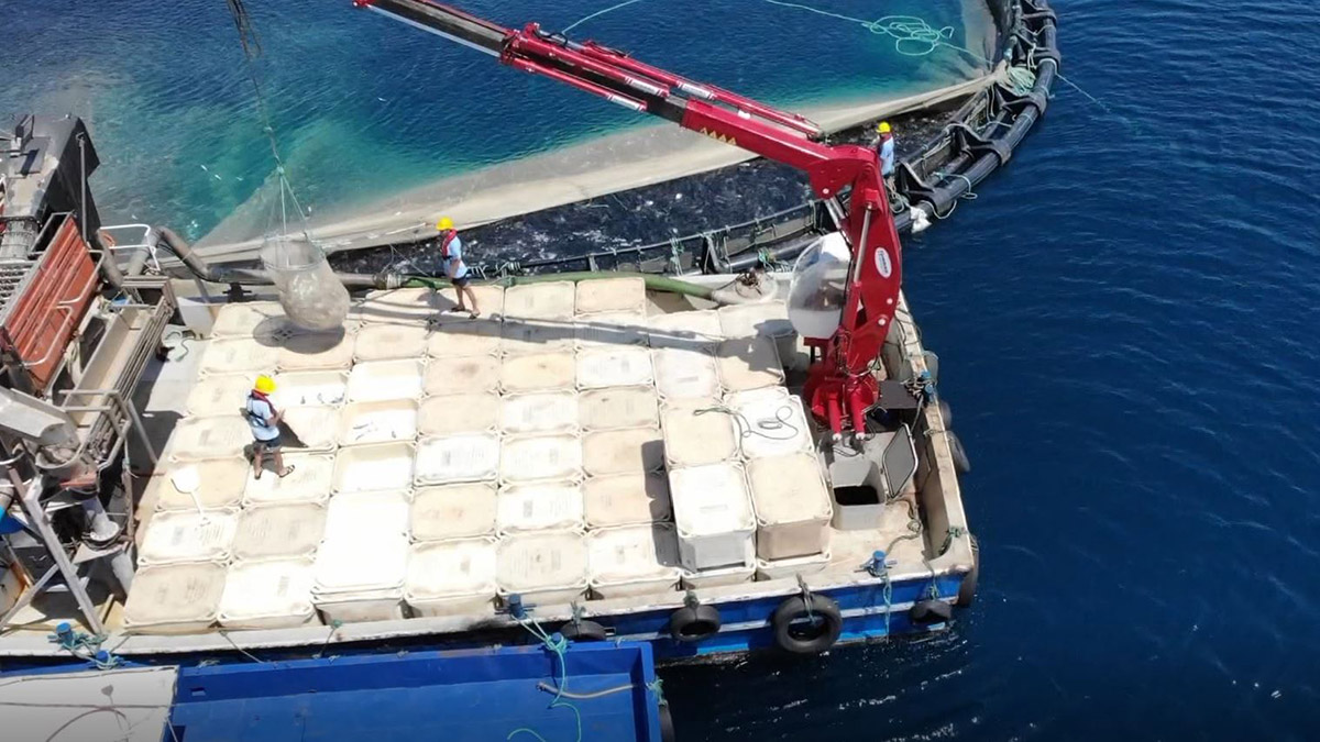 Tarım ve Orman Bakanlığı verilerine göre Türkiye su ürünleri üretimi ile Avrupa Birliği (AB) ülkeleri arasında 1'inci sırada yer aldı.