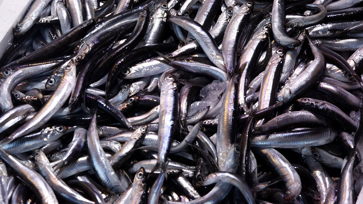 'En Sevilen Balık' araştırmasında Hamsi zirvede