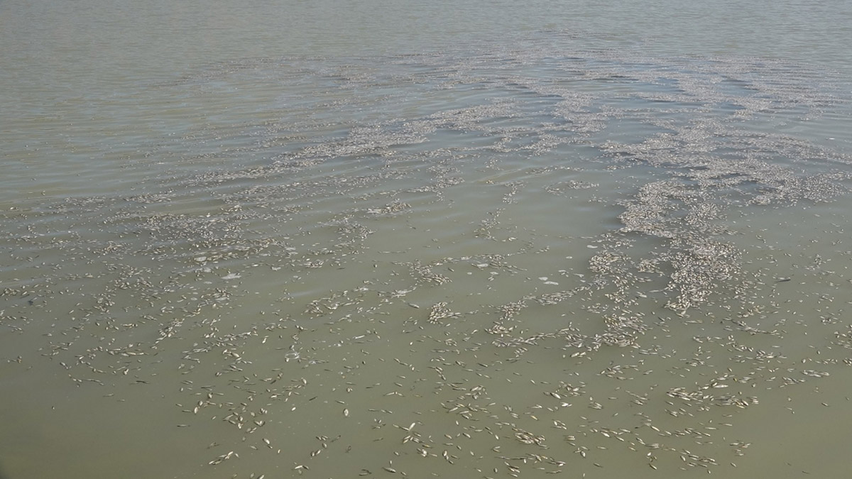 Elazığ'dan getirilen 1 milyon sazan yavrusu, Van'da 12 göl gölet ve baraja bırakıldı.