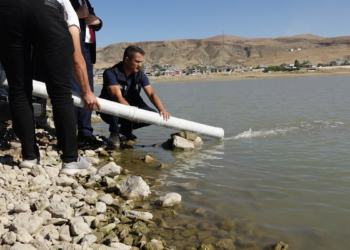 Van'da 12 göl gölet ve baraja, sazan yavrusu bırakıldı