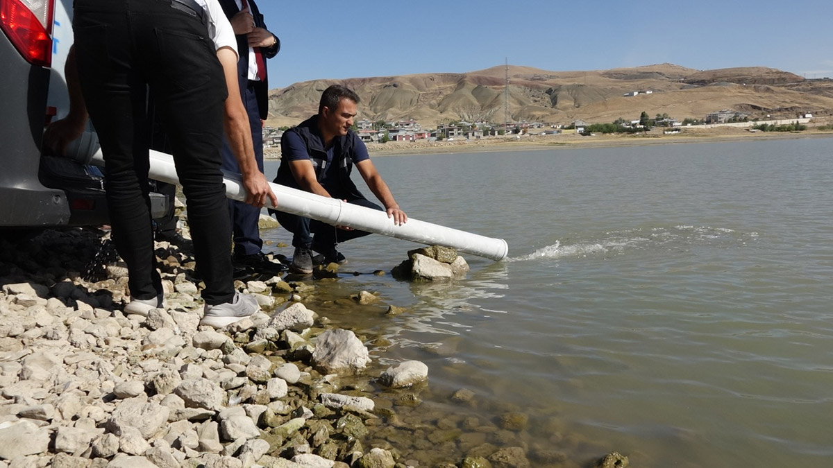 Van'da 12 göl gölet ve baraja, sazan yavrusu bırakıldı