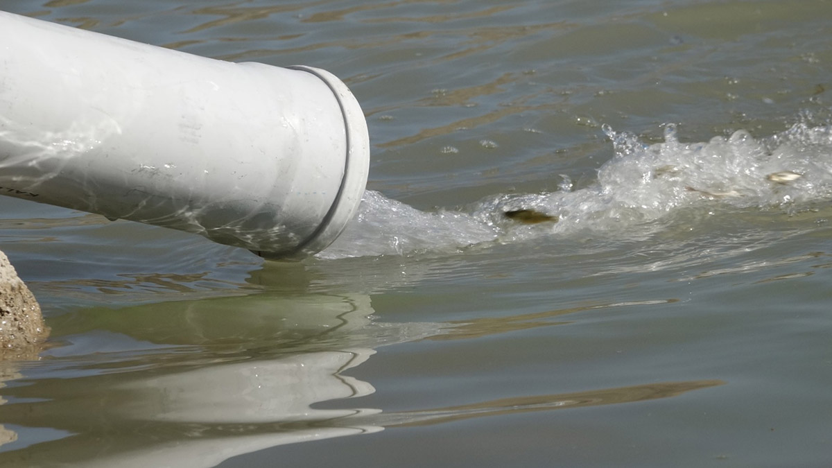 Van'da 12 göl gölet ve baraja, sazan yavrusu bırakıldı