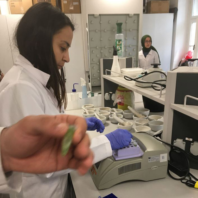 Yerli şekerpancarı tohumu geliştirildi