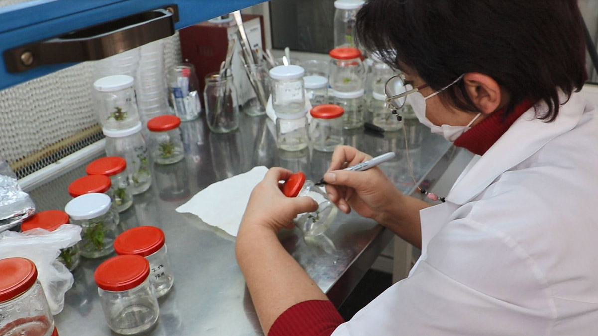 Tarım ve Orman Bakanlığı iştiraki Türkiye Şeker Fabrikaları A.Ş. (Türkşeker), 20 yıllık çalışmanın ardından Türkiye için kritik öneme sahip ve üretimi olmadığı için ithal edilen yerli şekerpancarı tohumu geliştirdi.