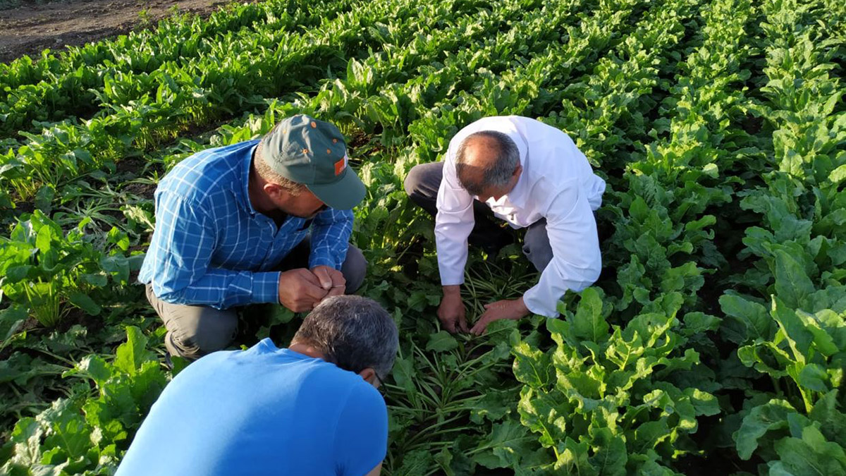 Yerli şekerpancarı tohumu geliştirildi