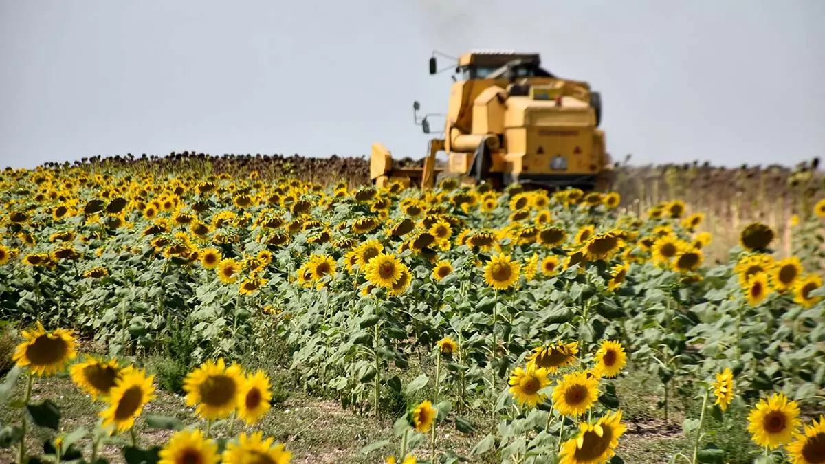 Trakya yağlı tohumlar kooperatifleri birliği (trakya birlik), yüzde 40 yağ oranlı ayçiçeği için tonuna 12 bin lira avans ödemesi yapılacağını açıkladı.